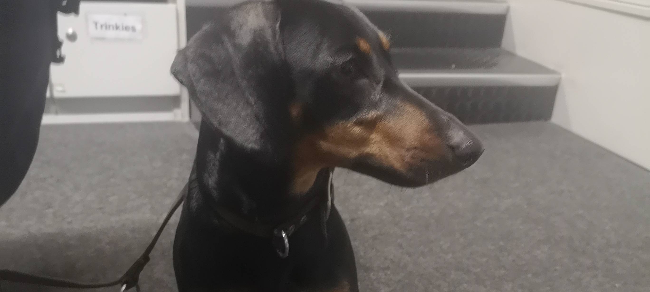 Auf dem Bild ist der Dackel zu sehen, der bei dem Unfall in Kettwig aus dem Fenster gesprungen ist.