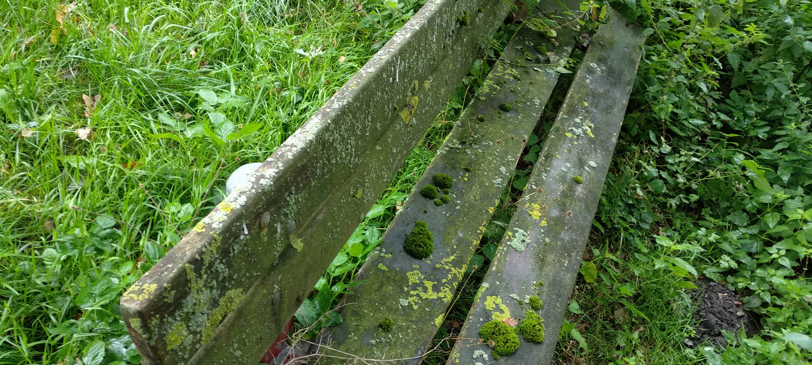 Bank, die mit Gestrüpp verwachsen ist