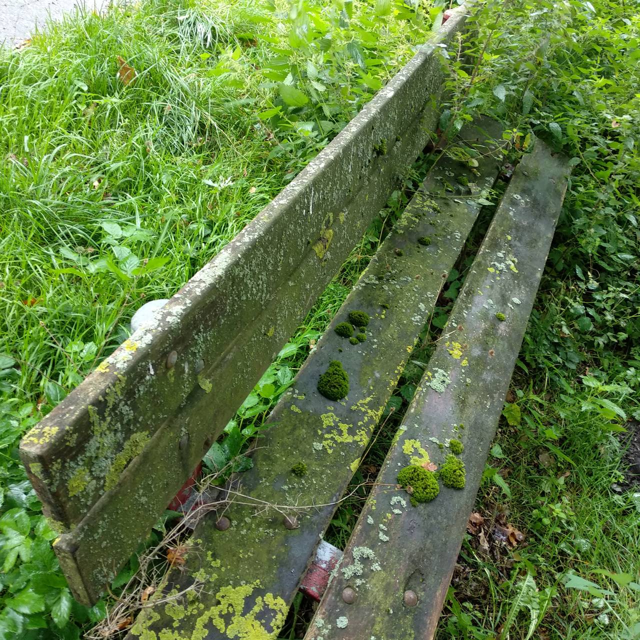 Bank, die mit Gestrüpp verwachsen ist