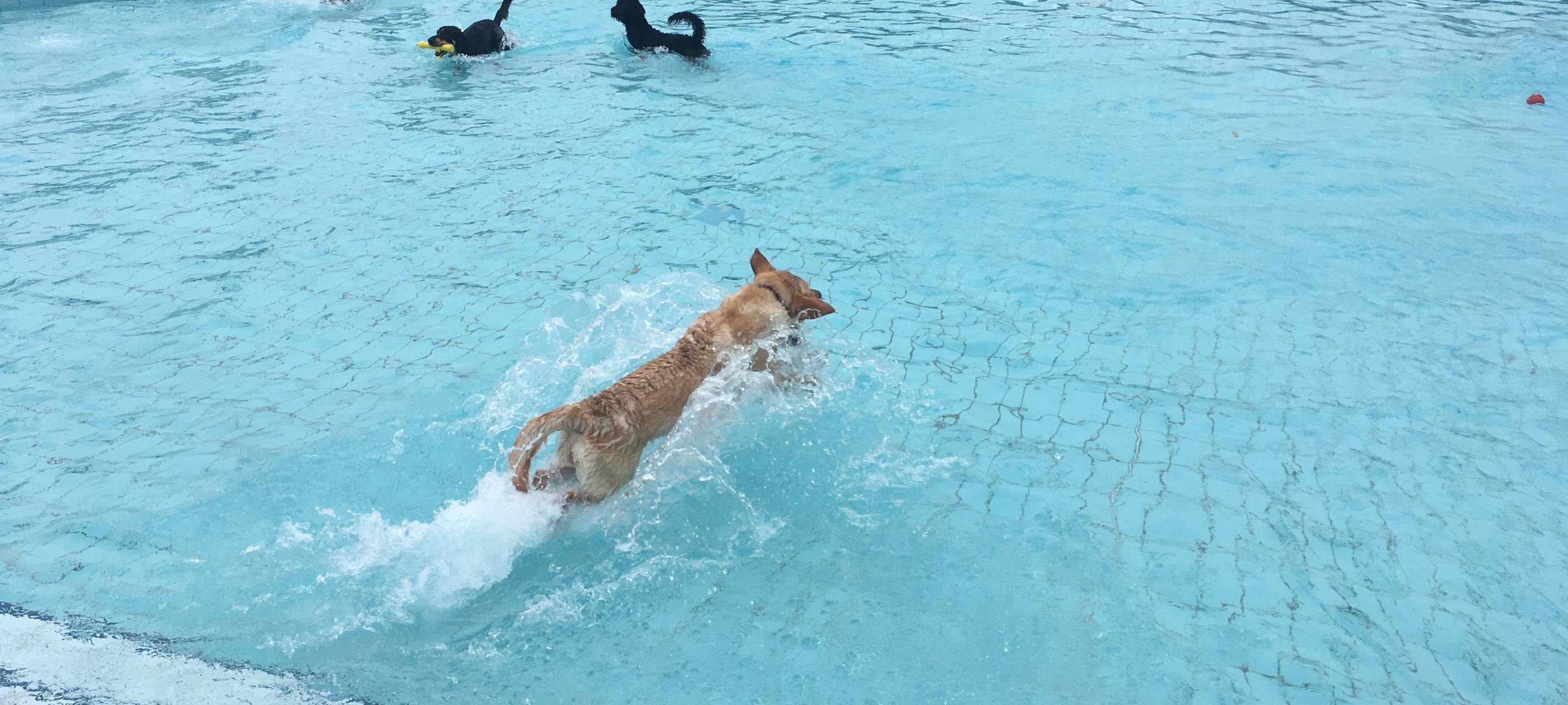 Hundeschwimmen im Grugabad
