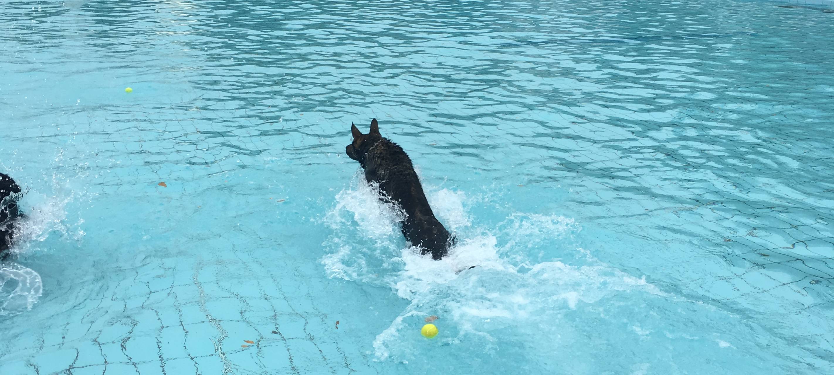 Hundeschwimmen im Grugabad