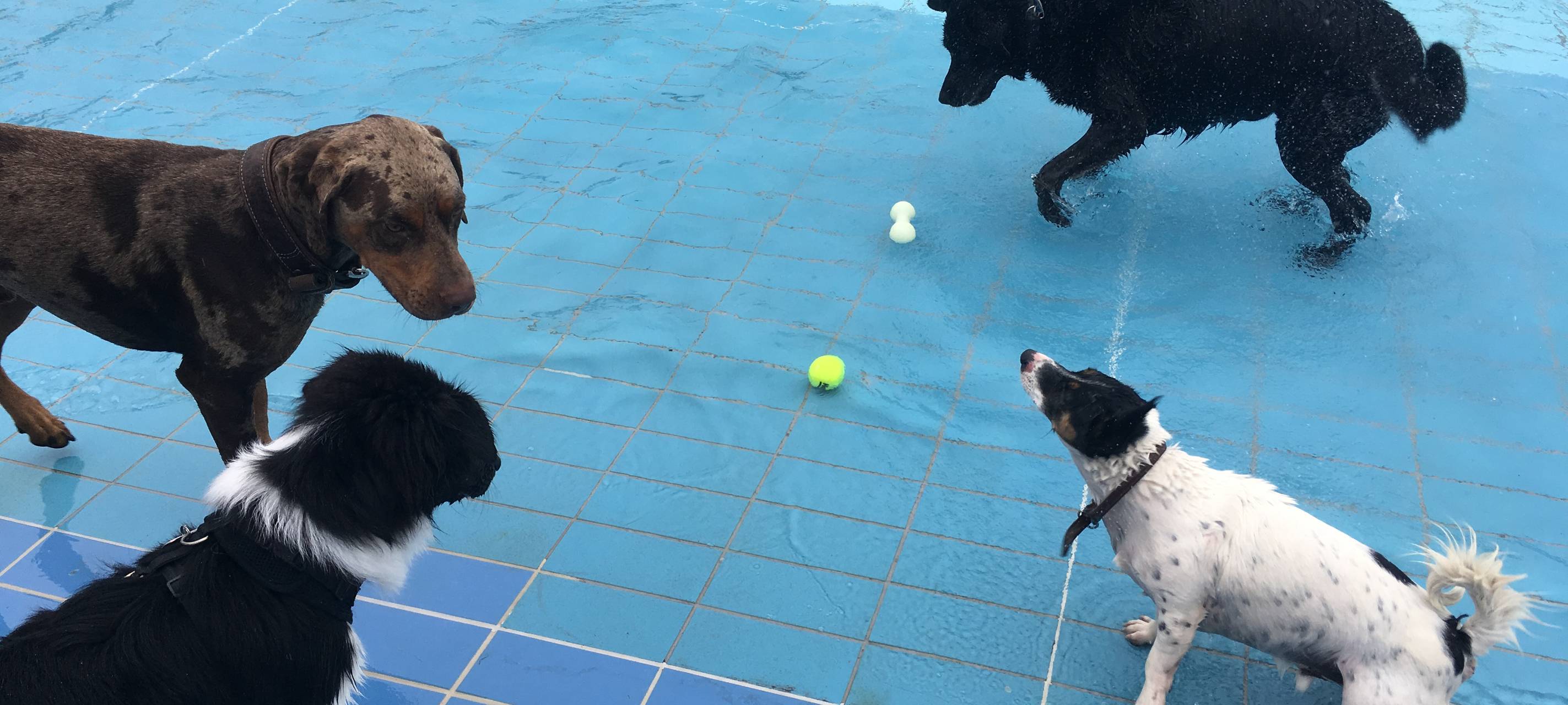 Hundeschwimmen im Grugabad