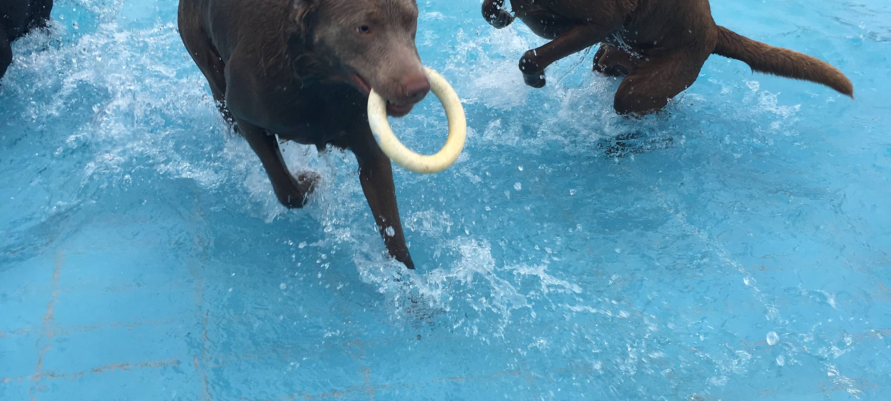 Hundeschwimmen im Grugabad