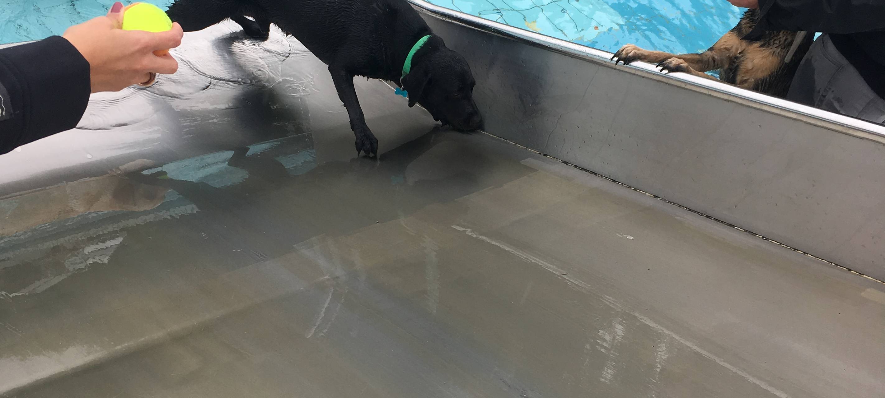 Hundeschwimmen im Grugabad