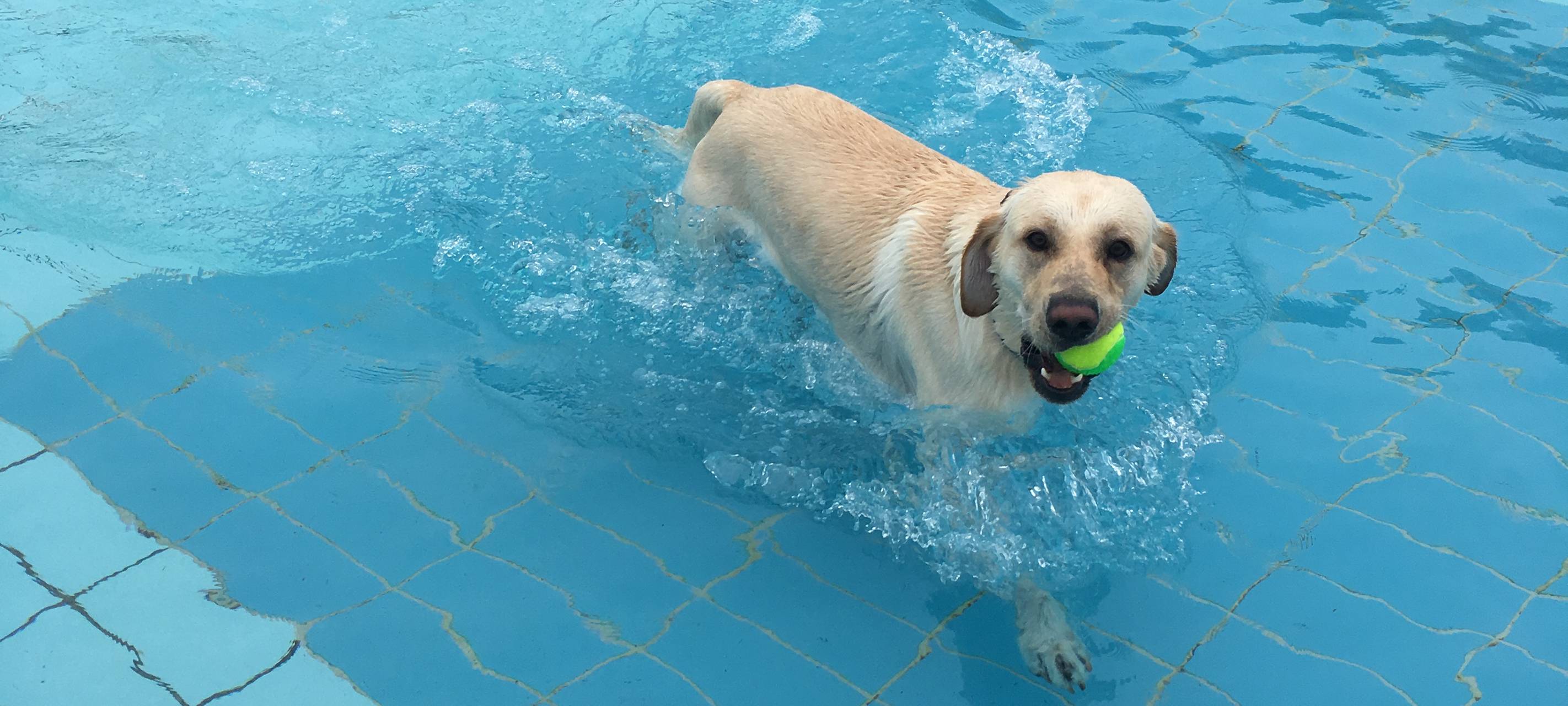 Hundeschwimmen im Grugabad