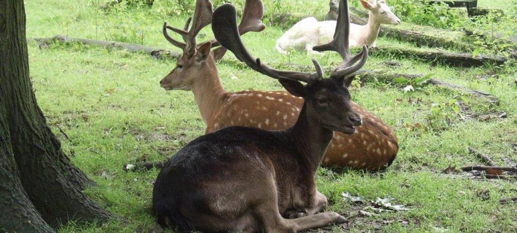 Hirsche im Heissiwald in Essen-Bredeney