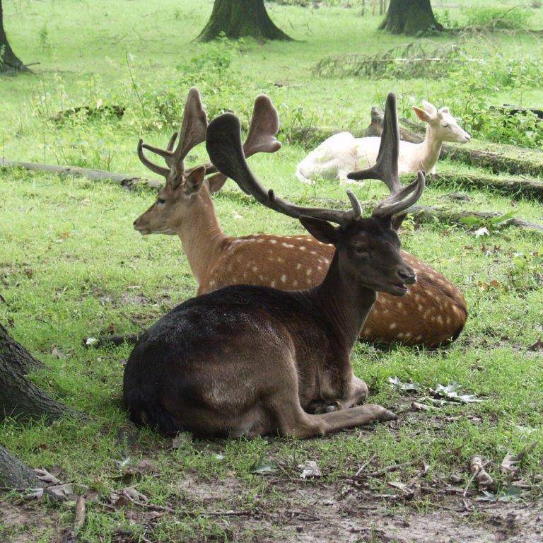 Hirsche im Heissiwald in Essen-Bredeney