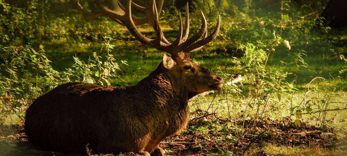 Hirsch im Heissiwald in Essen-Bredeney