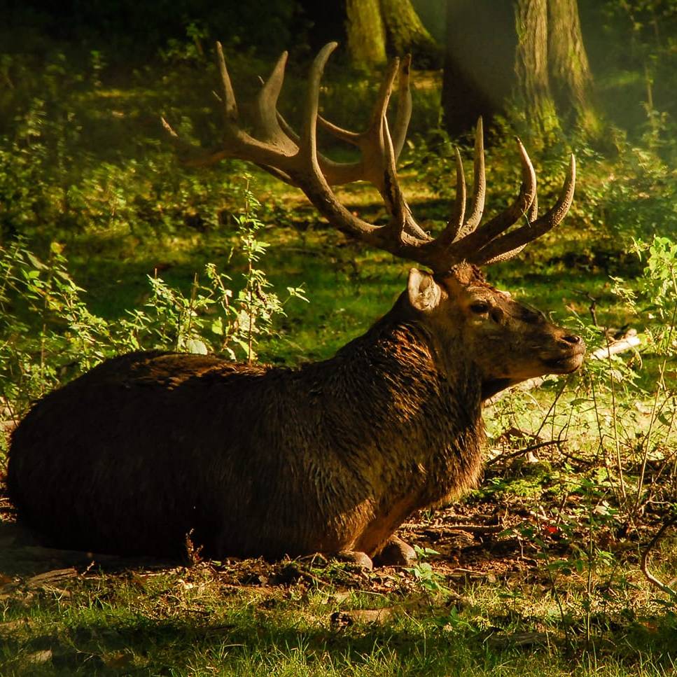 Hirsch im Heissiwald in Essen-Bredeney