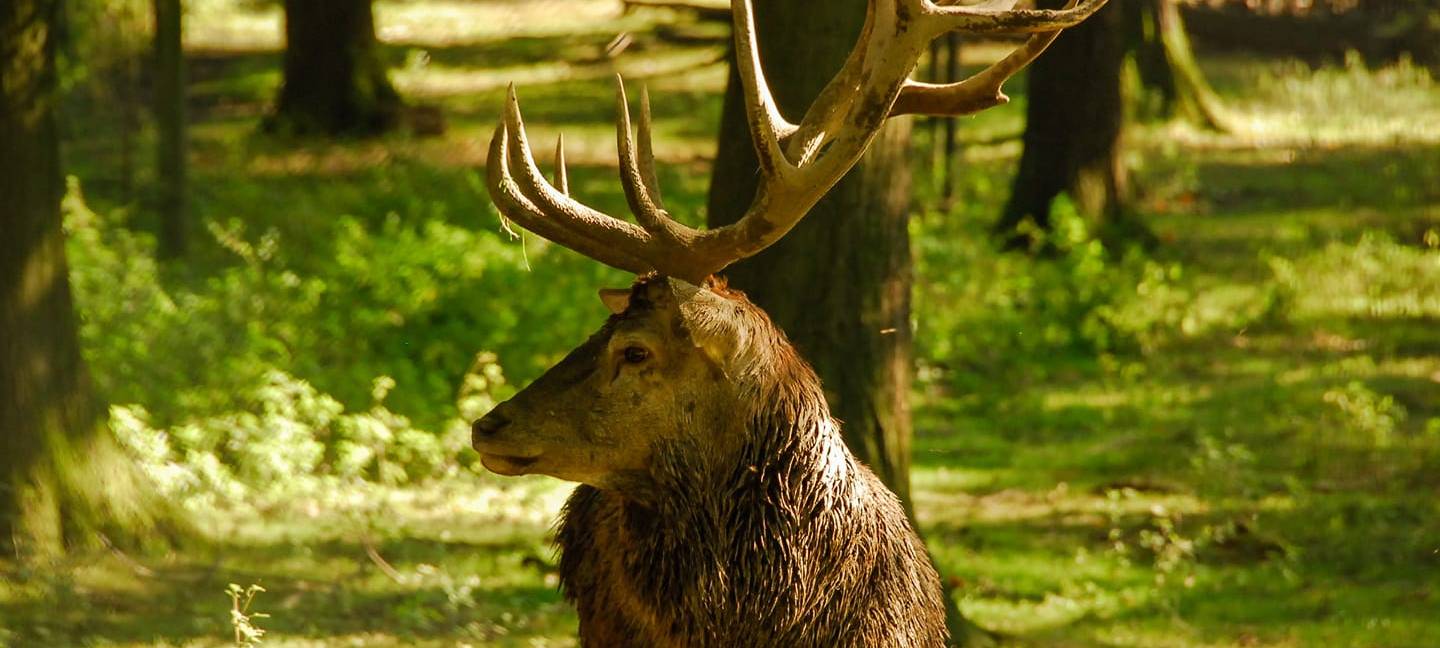 Hirsch im Heissiwald in Essen-Bredeney
