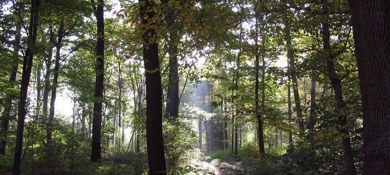 Polizei Essen: Verdächtiger für illegale Baum-Fällung ermittelt