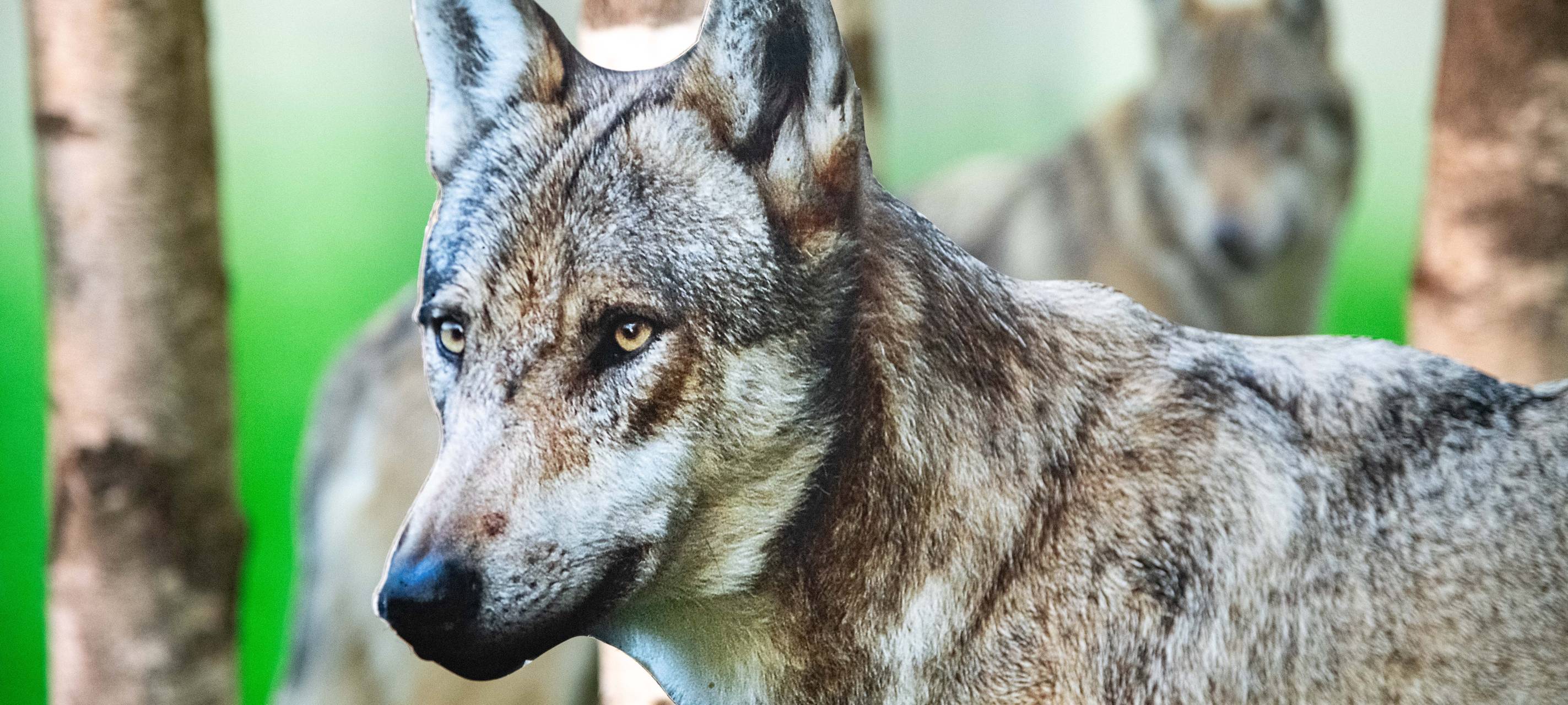 Verdacht: Möglicher neuer Wolf in NRW gesichtet