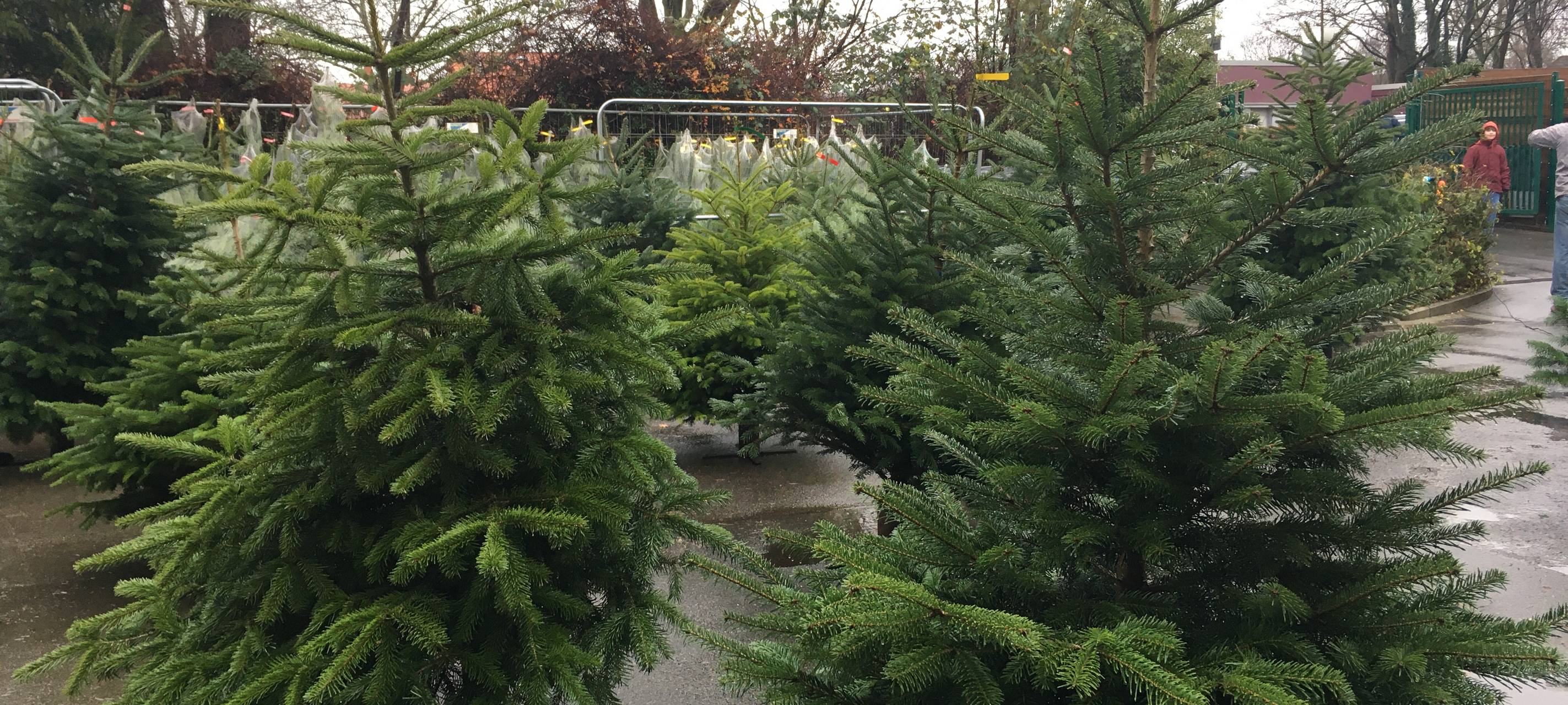 Essen: Schüler verkaufen selbstgeschlagene Weihnachtsbäume in Frohnhausen