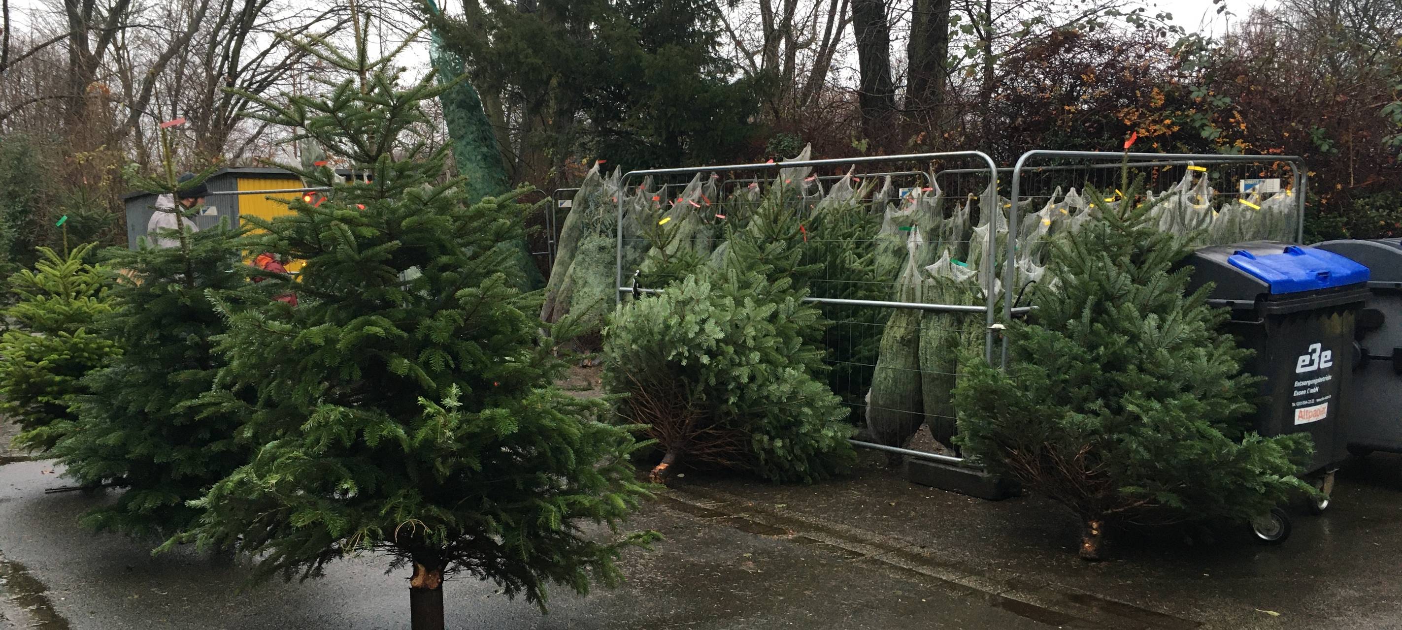 Essen: Schüler verkaufen selbstgeschlagene Weihnachtsbäume in Frohnhausen