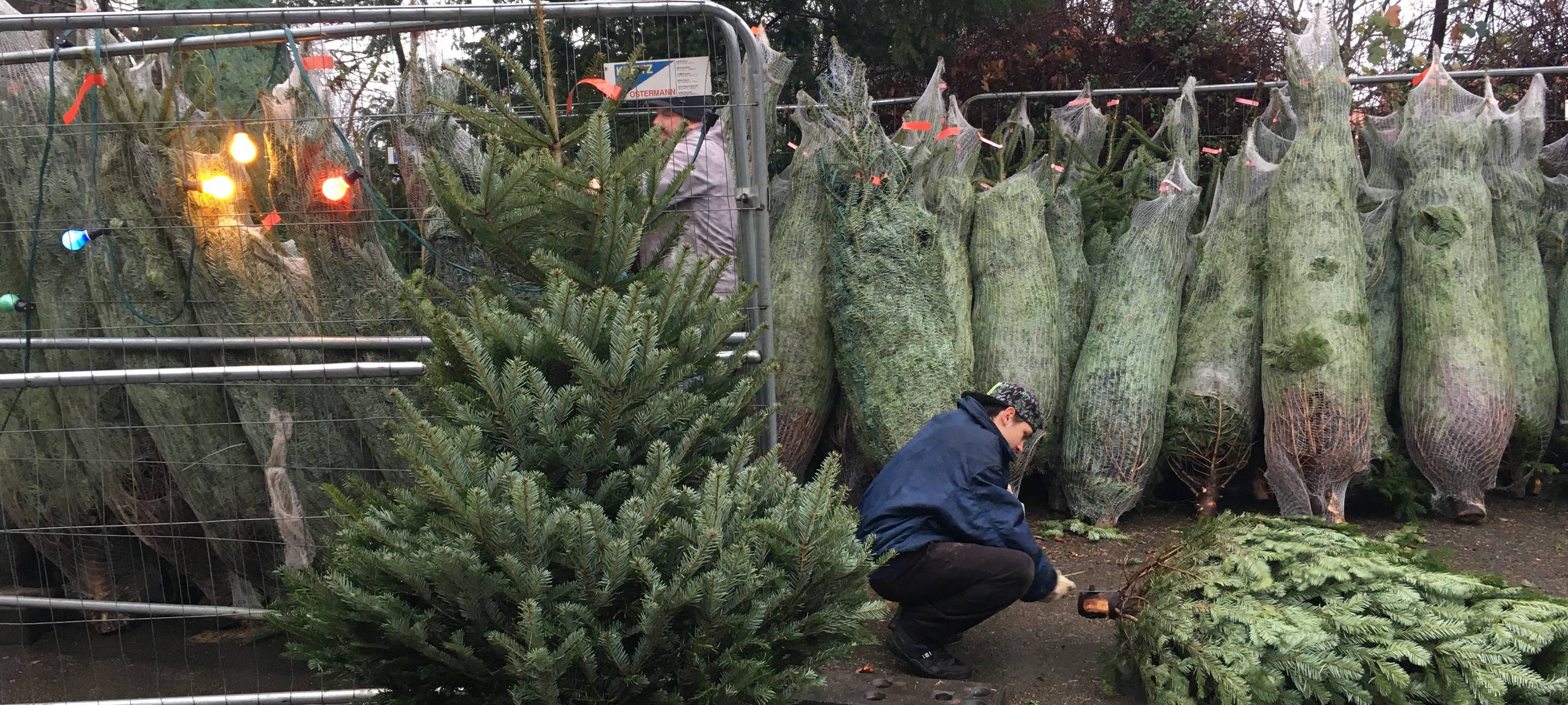 Essen: Schüler verkaufen selbstgeschlagene Weihnachtsbäume in Frohnhausen