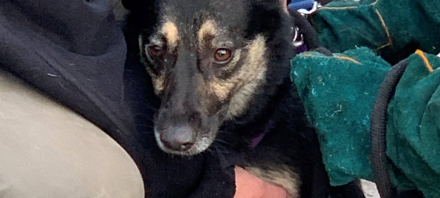 Tierschutzbund Essen: Suchhund findet verlorenen Hund