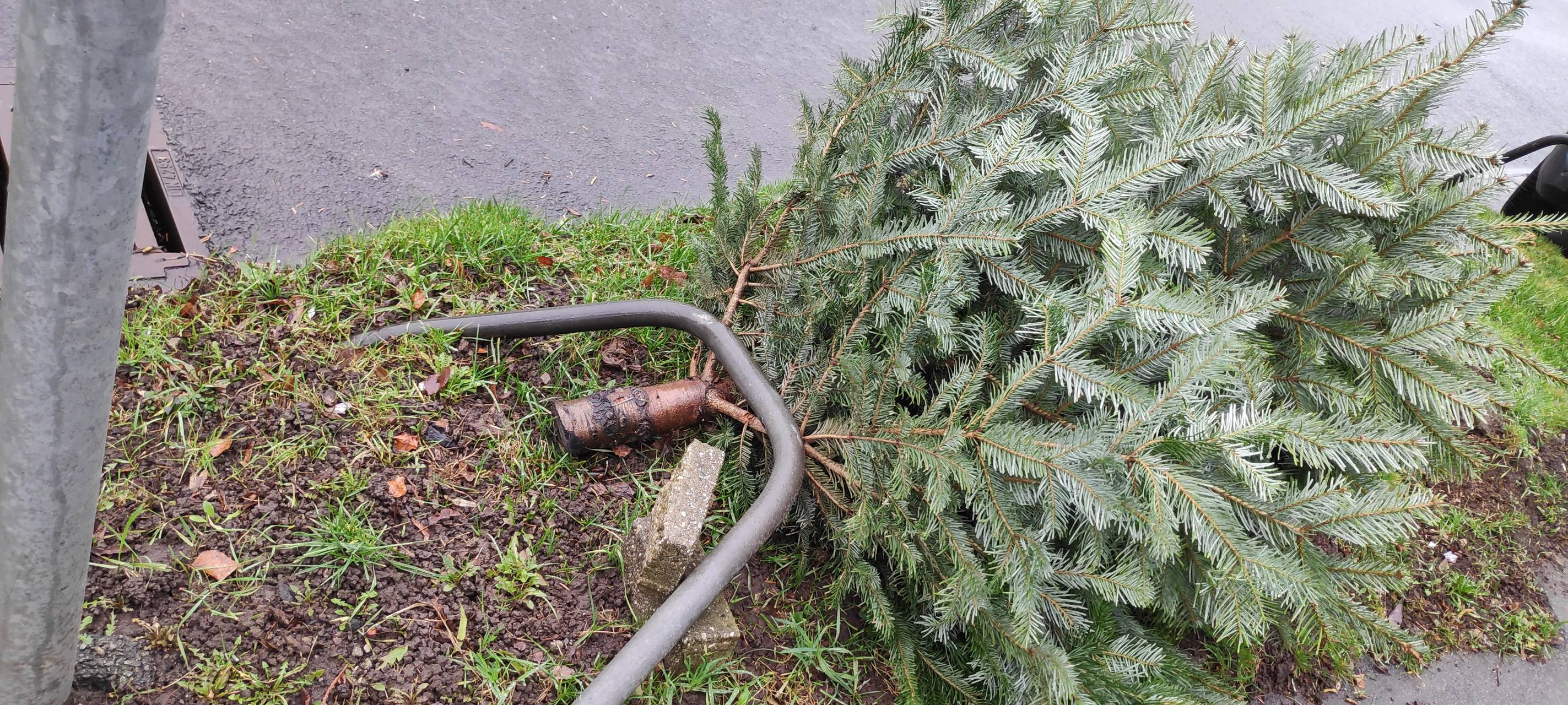 Heisinger klemmen Tannenbäume zwischen Mülltonnen