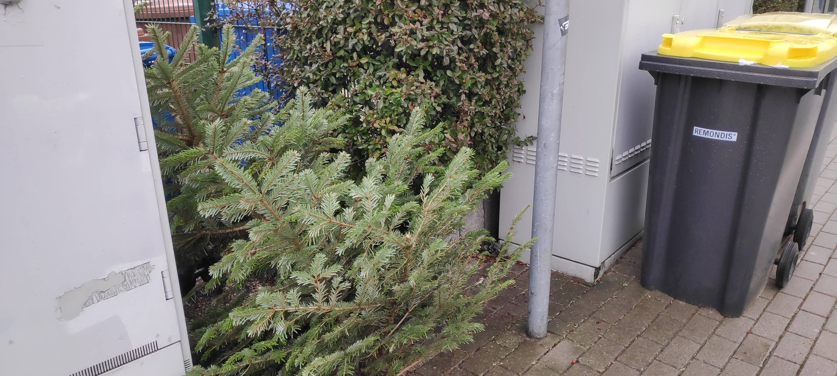 Heisinger klemmen Tannenbäume zwischen Mülltonnen