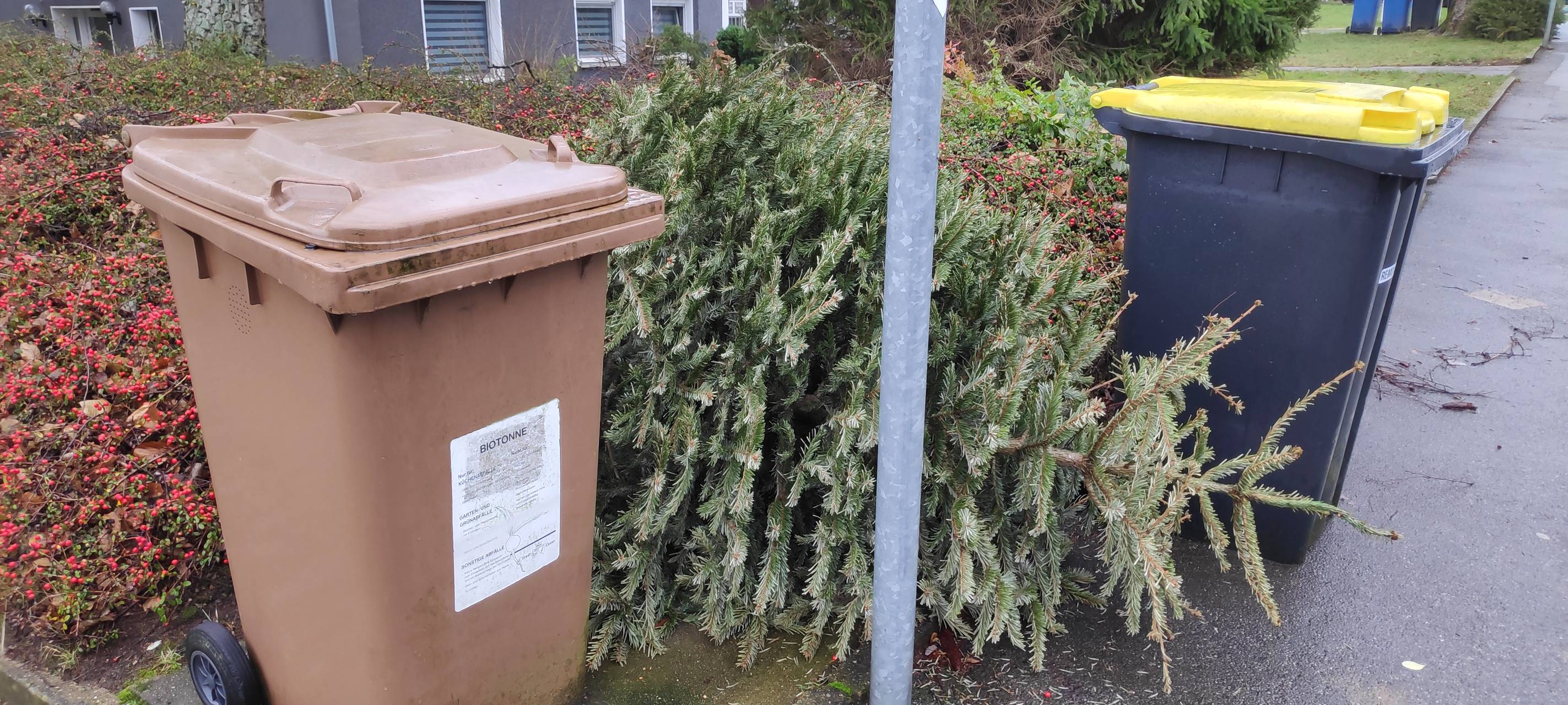 Heisinger klemmen Tannenbäume zwischen Mülltonnen