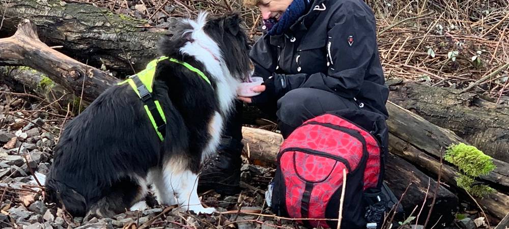 Tierschutzbund Essen: Suchhund findet verlorenen Hund