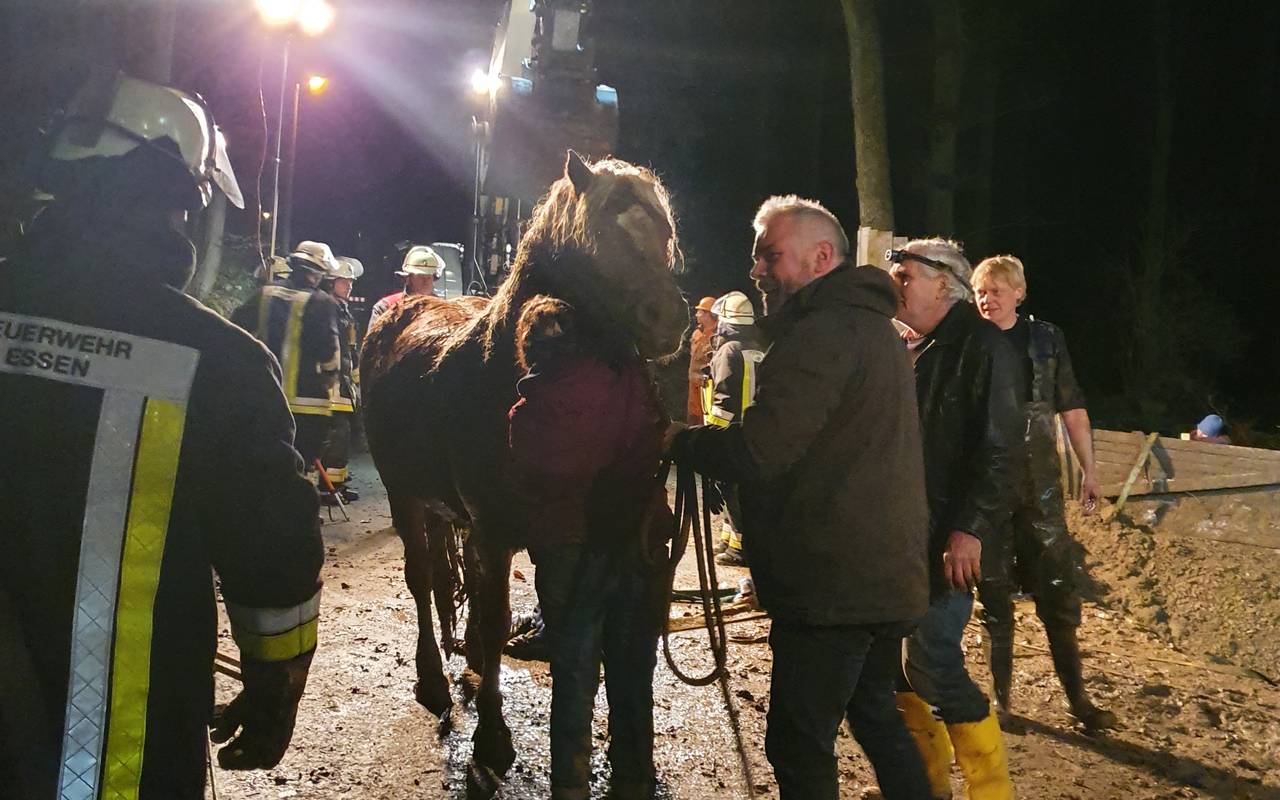 Feuerwehr Essen befreit Pferd aus Schlammgrube in Essen-Schuir