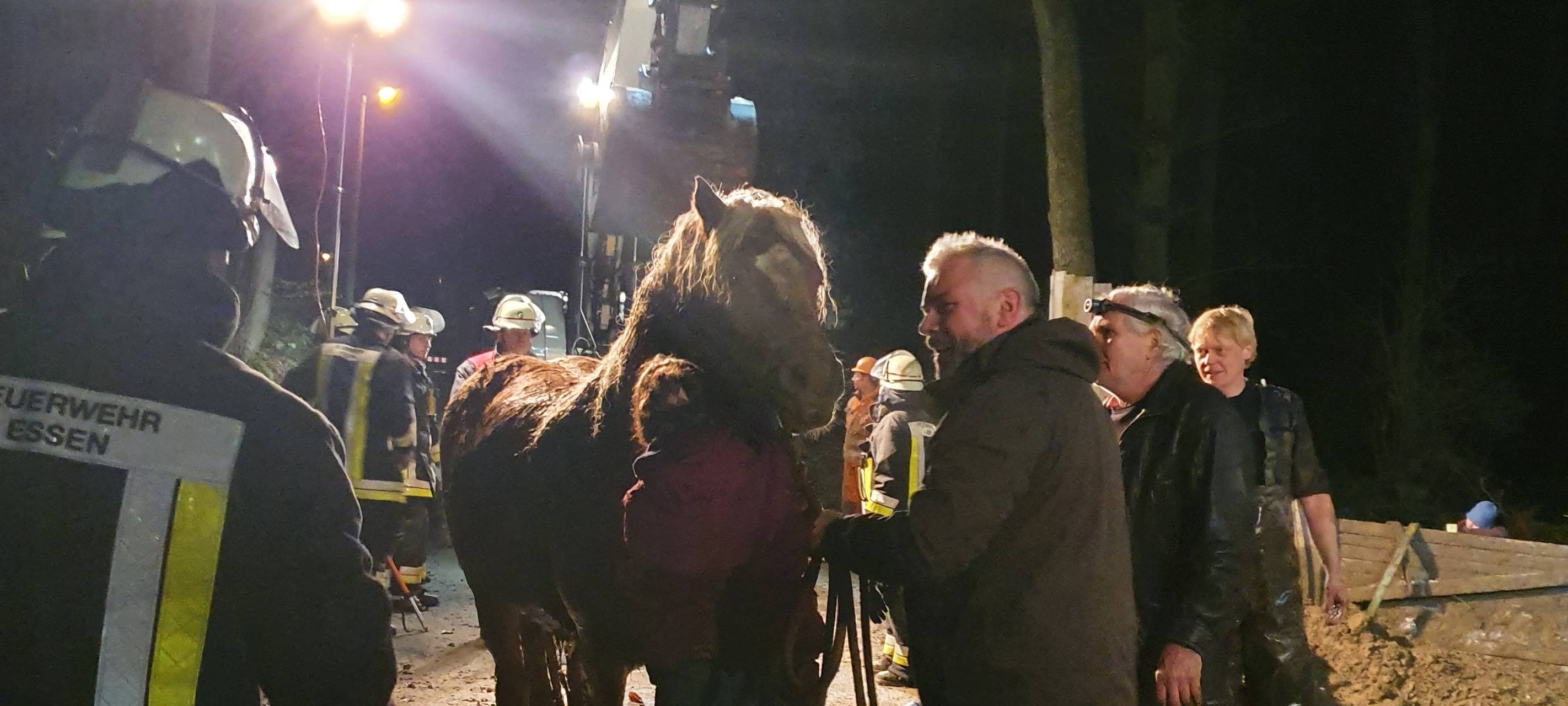 Feuerwehr Essen befreit Pferd aus Schlammgrube in Essen-Schuir