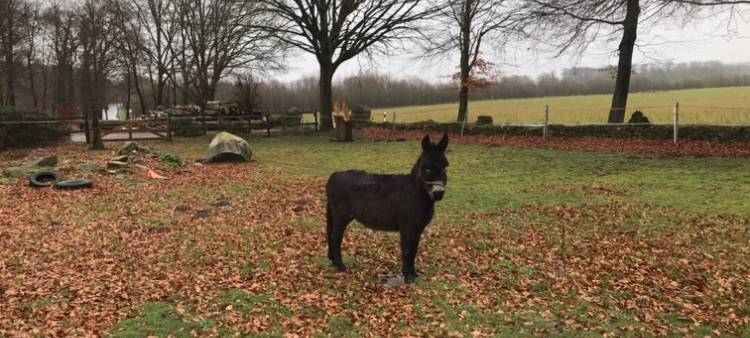 Dobby in seinem neuen Zuhause