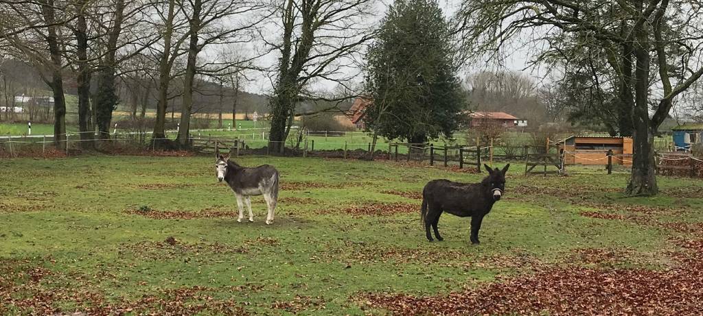 Dobby (rechts) hat in seinem neuen Zuhause schon einen Freund: Leo (links)