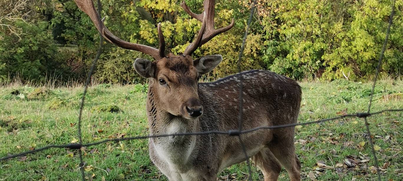 Dieser Hirsch war im Dezember geschossen worden