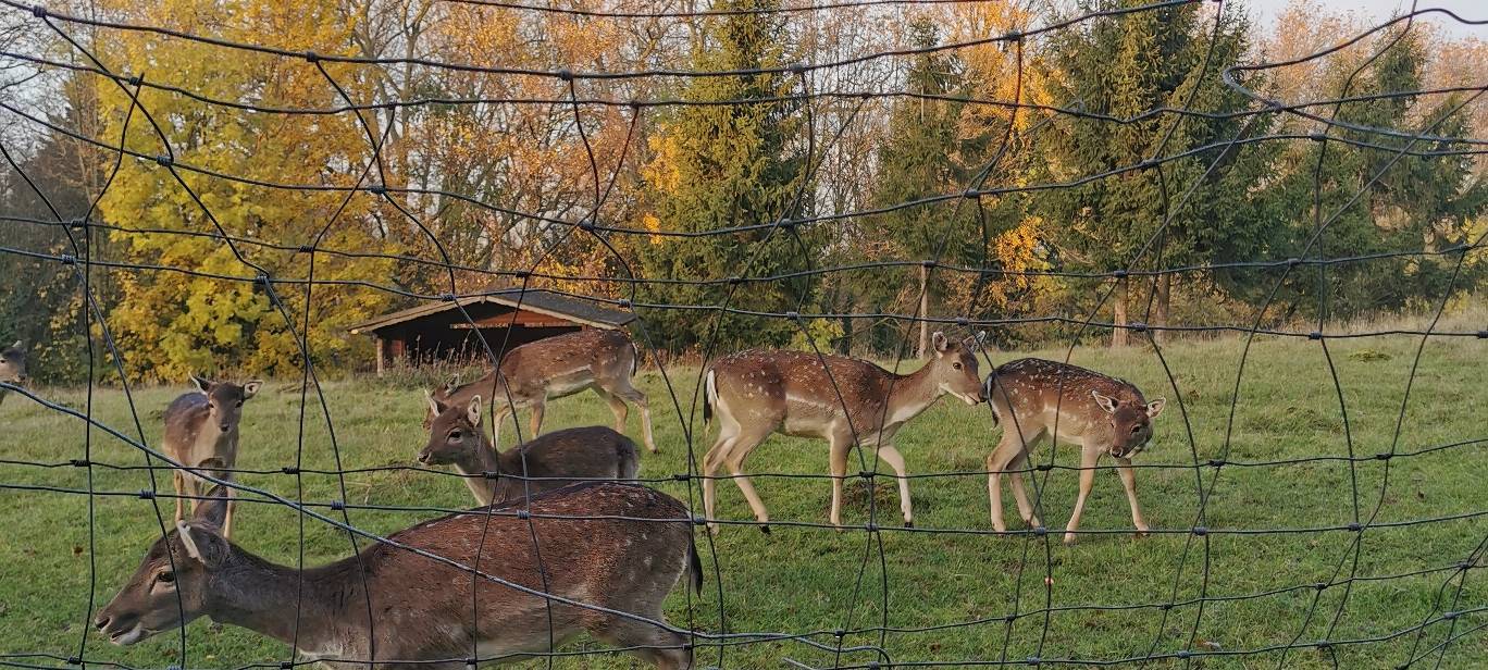 Essen: Tierschützer holen Tiere aus Wildgehege in Schonnebeck