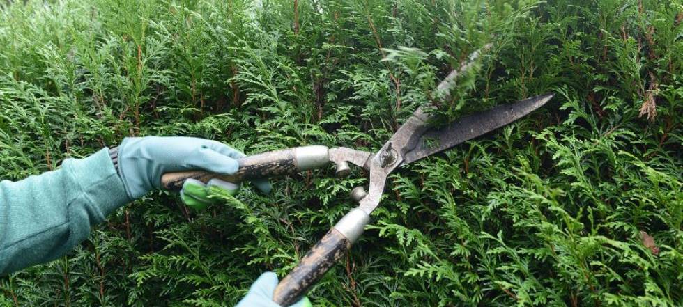 Heckenschere schneidet Hecke, Bild der Stadt Essen