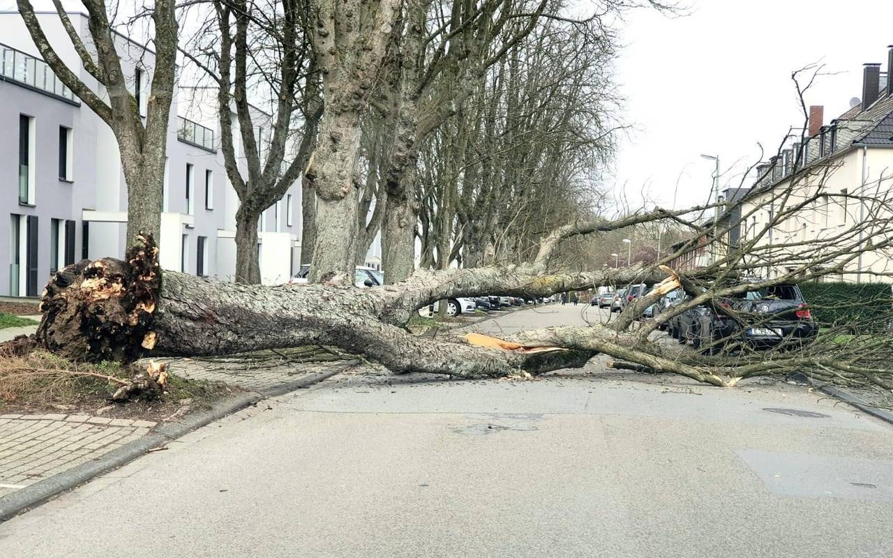 An der Dinnendahlstraße in Essen hat Sturm Sabine einen Baum entwurzelt.