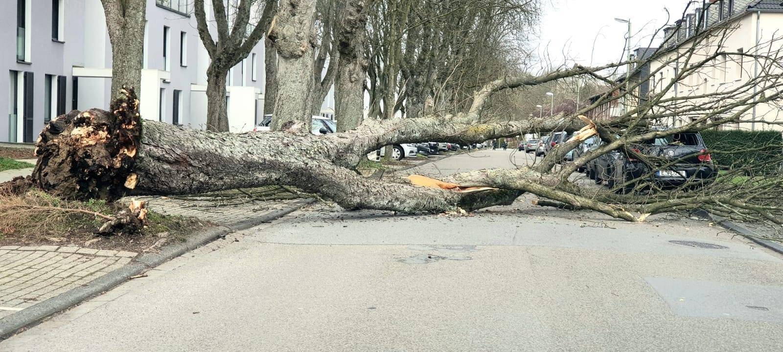 An der Dinnendahlstraße in Essen hat Sturm Sabine einen Baum entwurzelt.