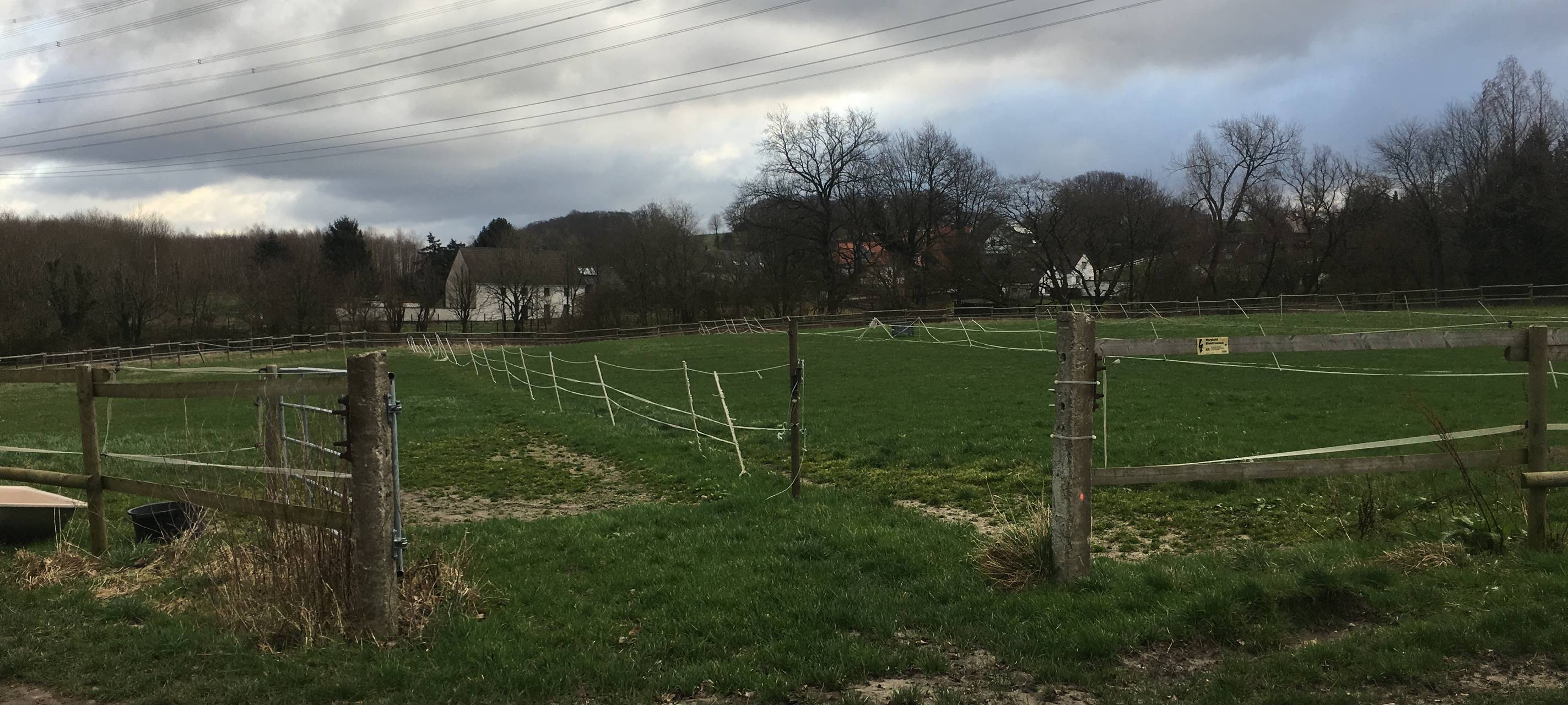 Steinkauz in Essen bedroht? NABU Ruhr schlägt Alarm wegen Reithalle in Byfang