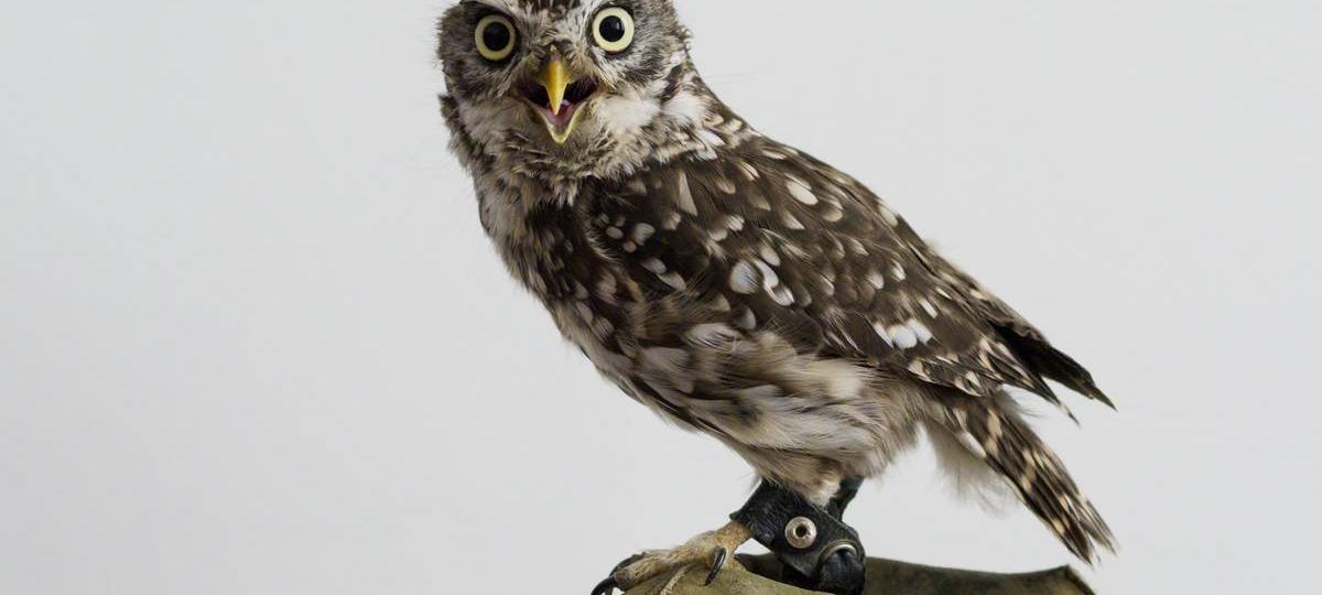 Steinkauz in Essen bedroht? NABU Ruhr schlägt Alarm wegen Reithalle in Byfang