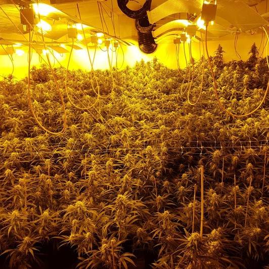 Ausschnitt der Cannabis-Plantage