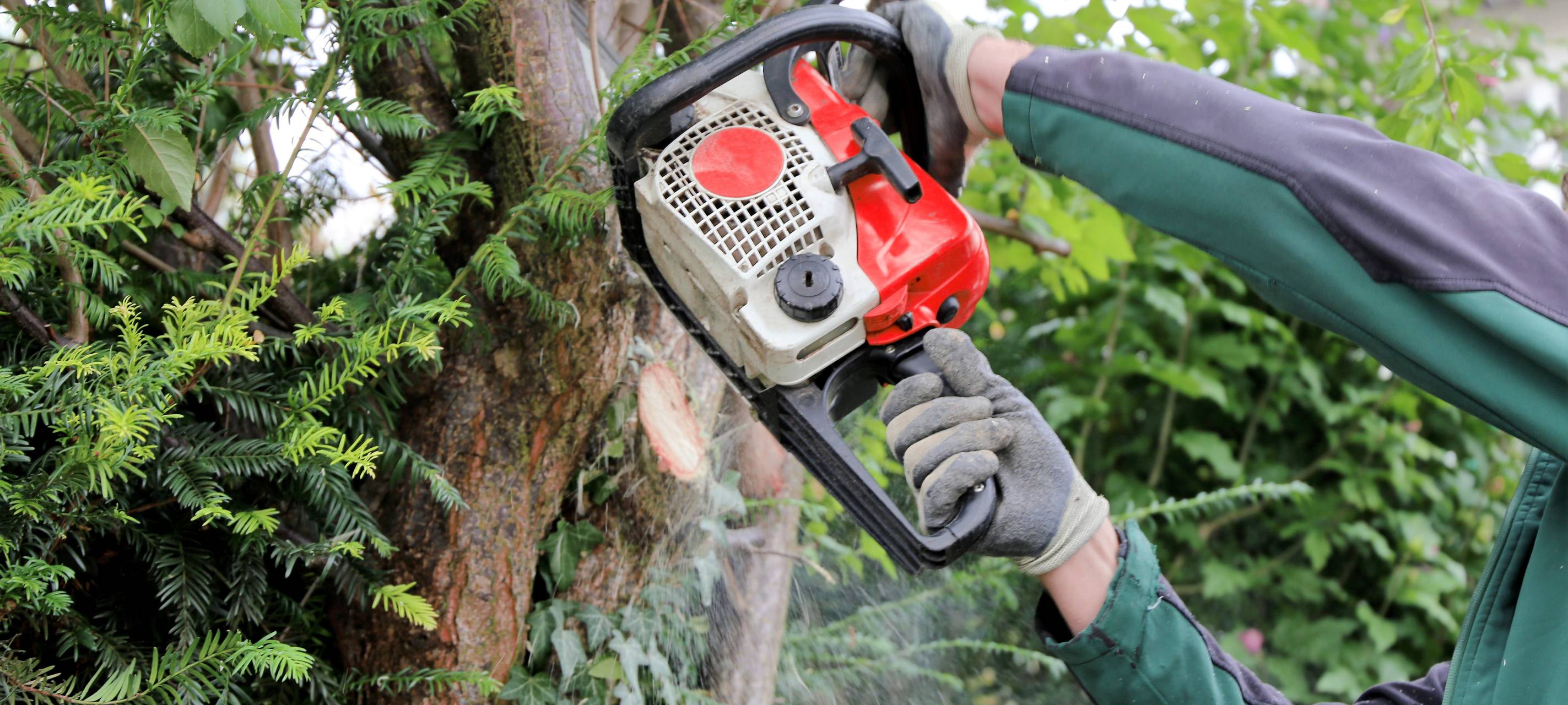 Gefährlich: In Essen werden fast 50 Bäume gefällt