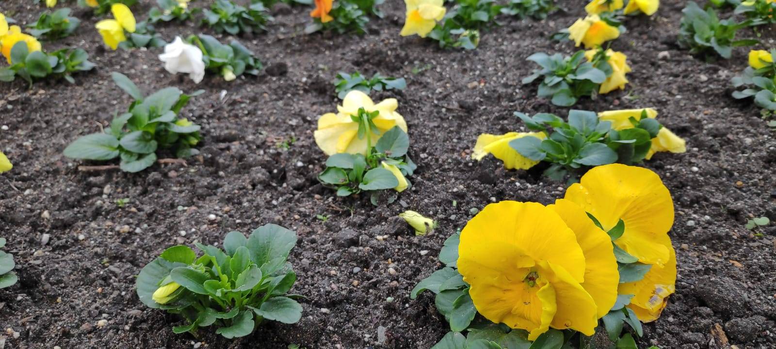 Grugapark ruft Frühling aus