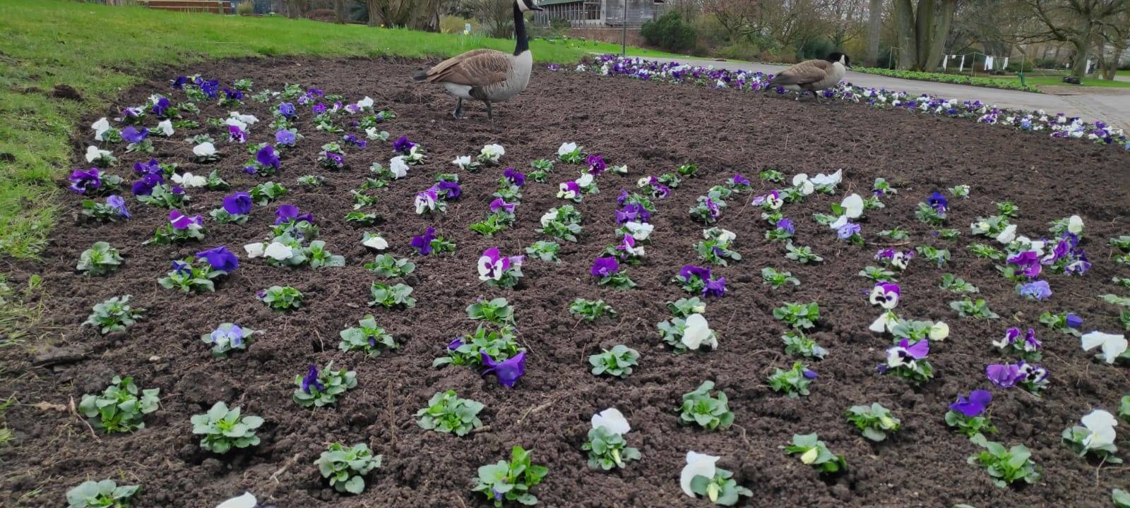 Grugapark ruft Frühling aus