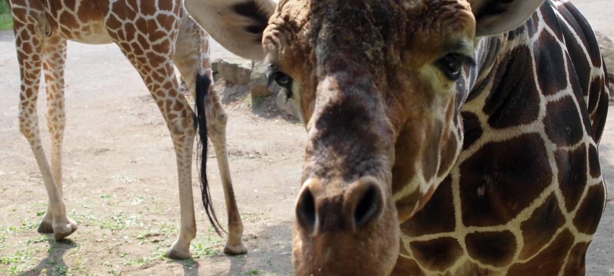 "Sofa Safari": Wildreservate bieten Online-Touren an