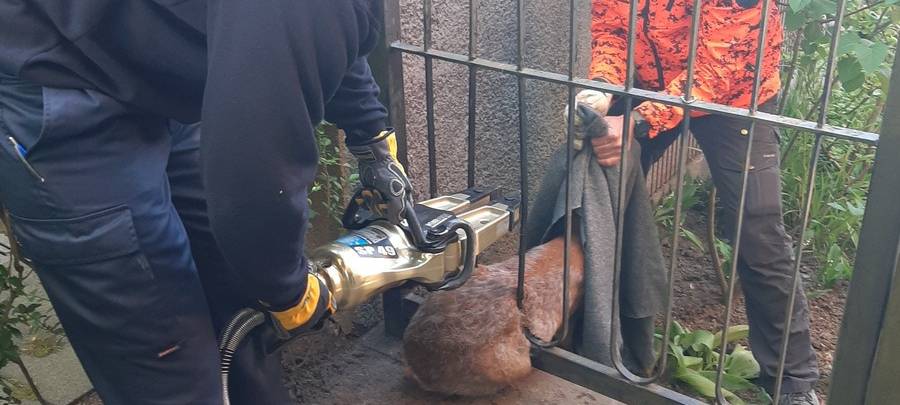 Essen: Rehbock steckt in Zaun fest, Feuerwehr kommt zur Rettung