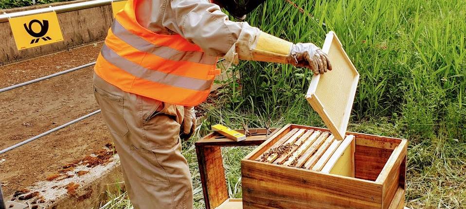 Weltbienentag in Essen: Deutsche Post siedelt 50.000 Bienen in Vogelheim an
