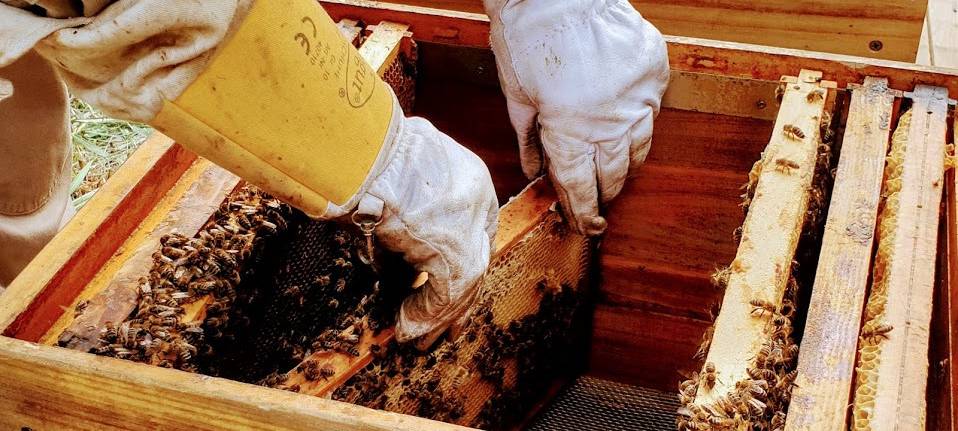 Weltbienentag in Essen: Deutsche Post siedelt 50.000 Bienen in Vogelheim an