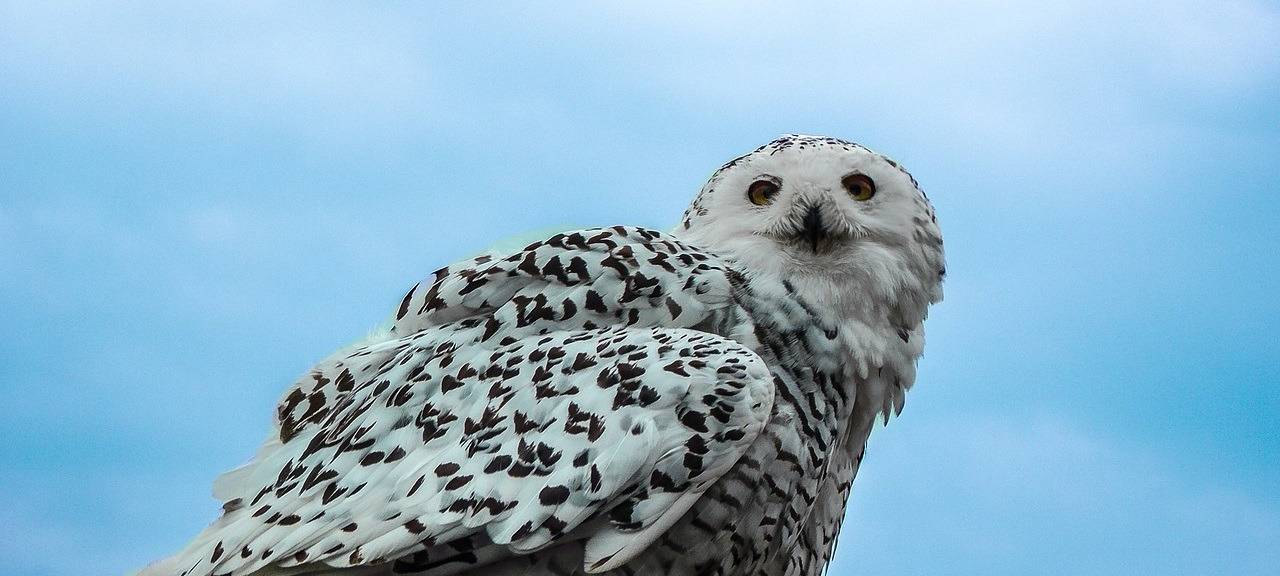 Essen: Eule ohne Wohnsitz ruft Bundespolizei und Feuerwehr auf den Plan