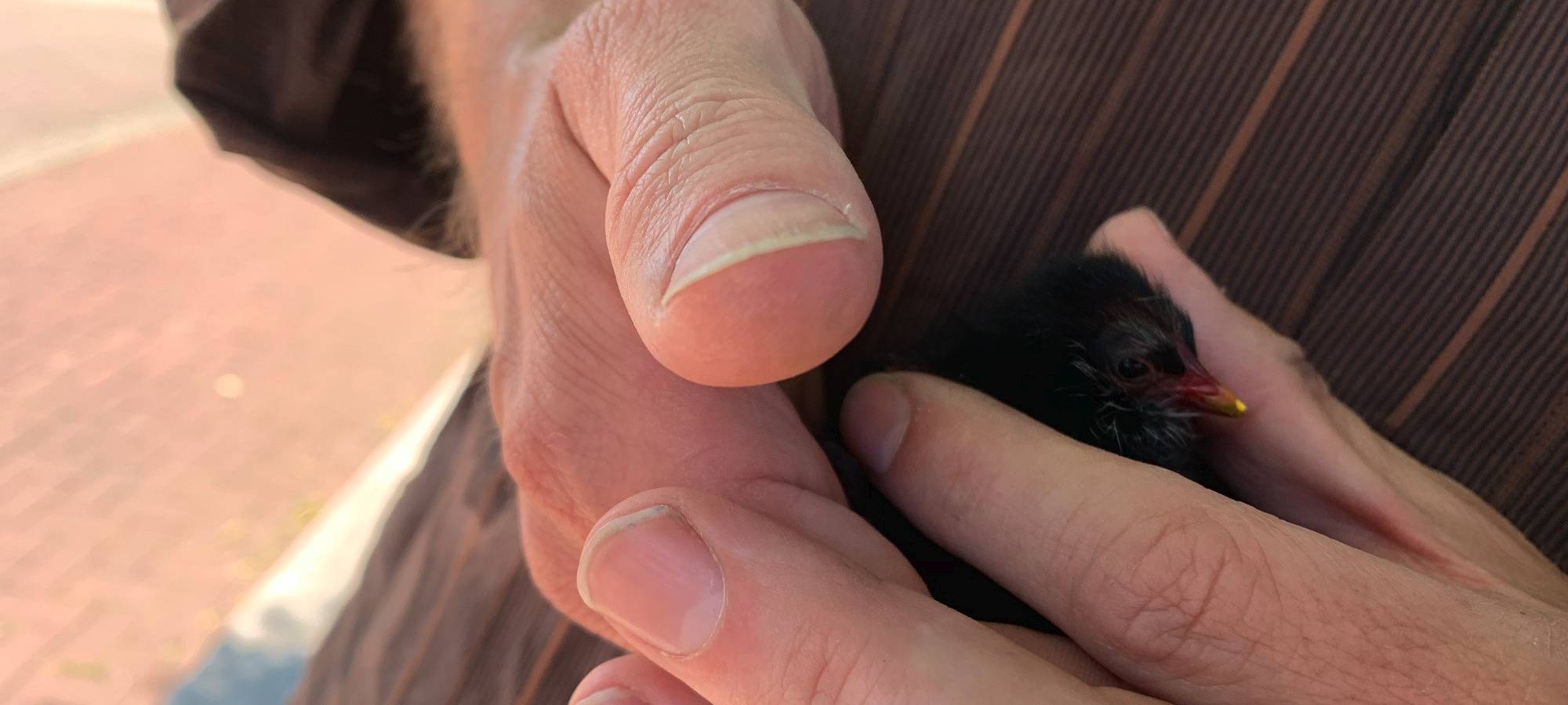 Essen: Küken verenden elendig mitten in der Stadt