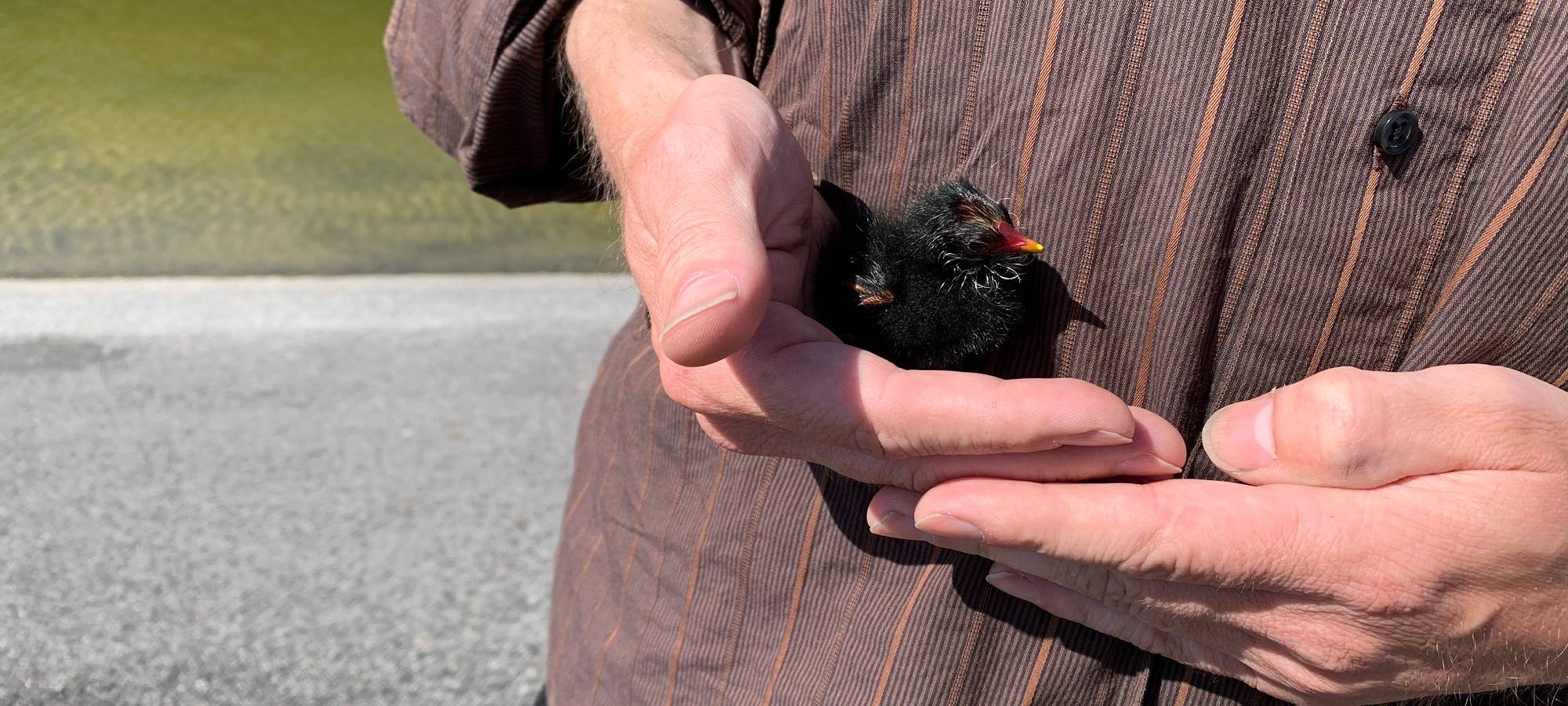 Essen: Küken in der Grünen Mitte gerettet