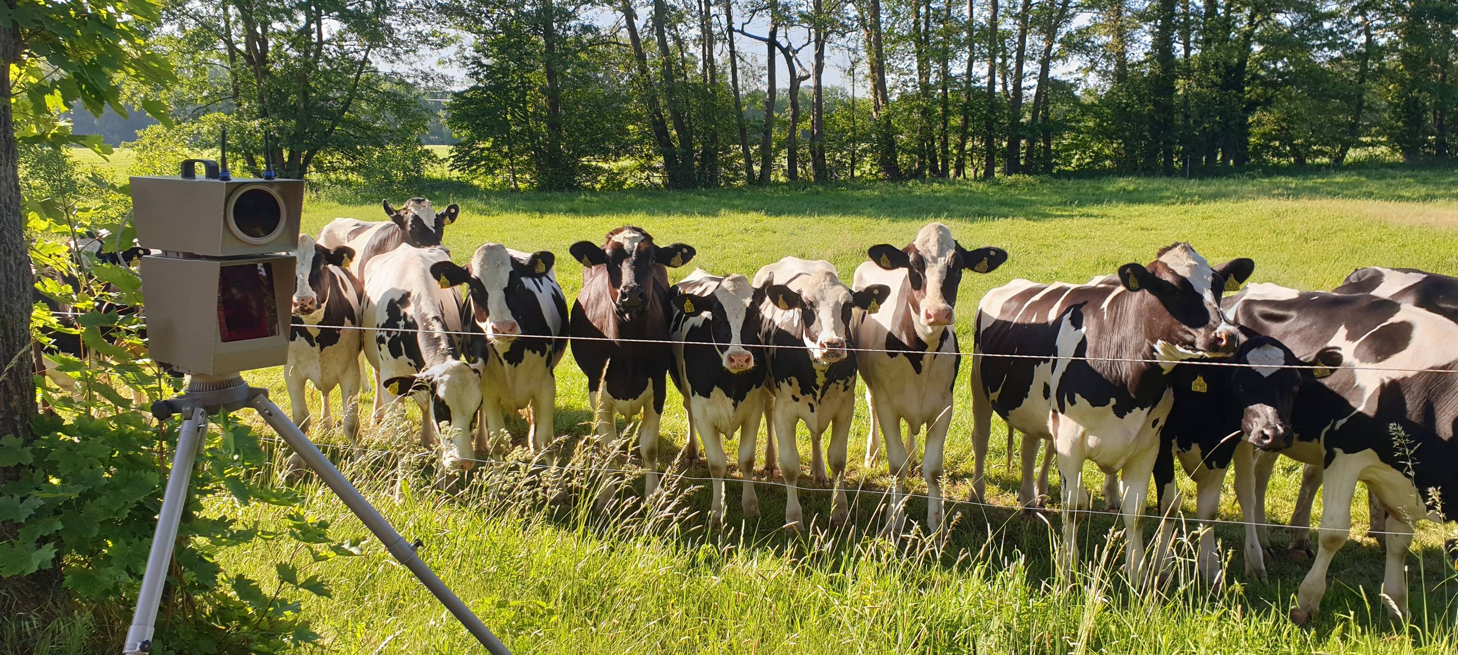 Kühe Rinder Polizei Bielefeld_Radio Essen