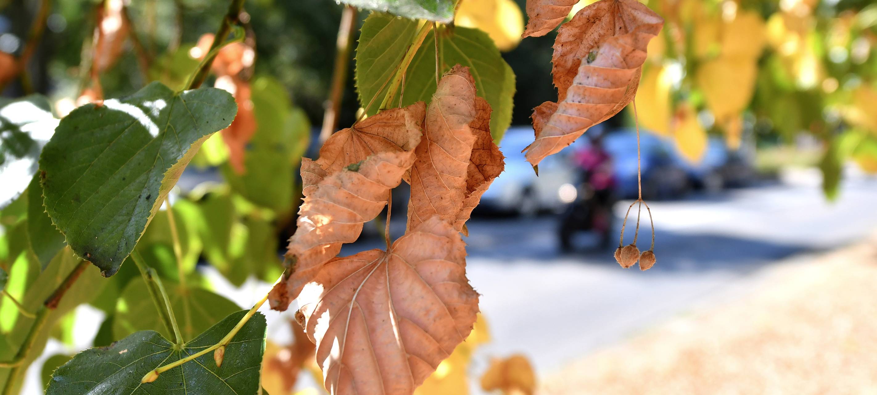 Viele Bäume in Essen müssen gefällt werden