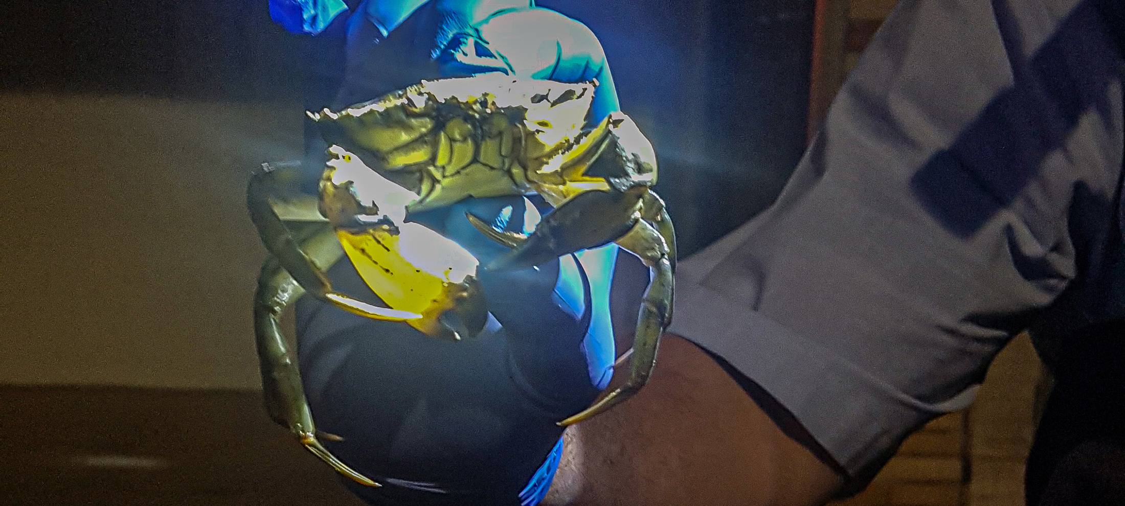 "Es regnet Krabben!" - Kurioser Polizeieinsatz in der Nachbarstadt Bochum