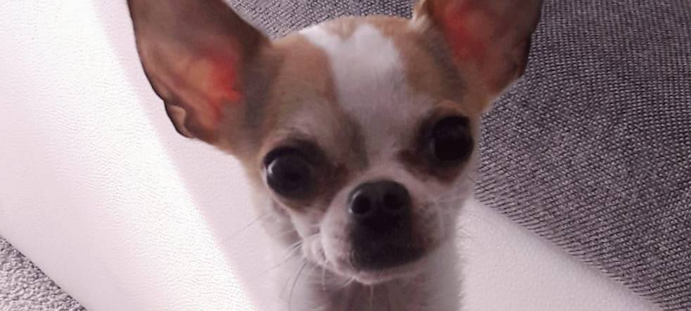 Einbruch in Essen: Chihuahua vertreibt Einbrecher